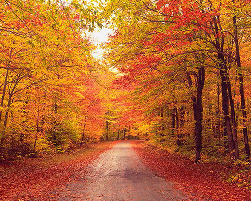 Fall foliage.