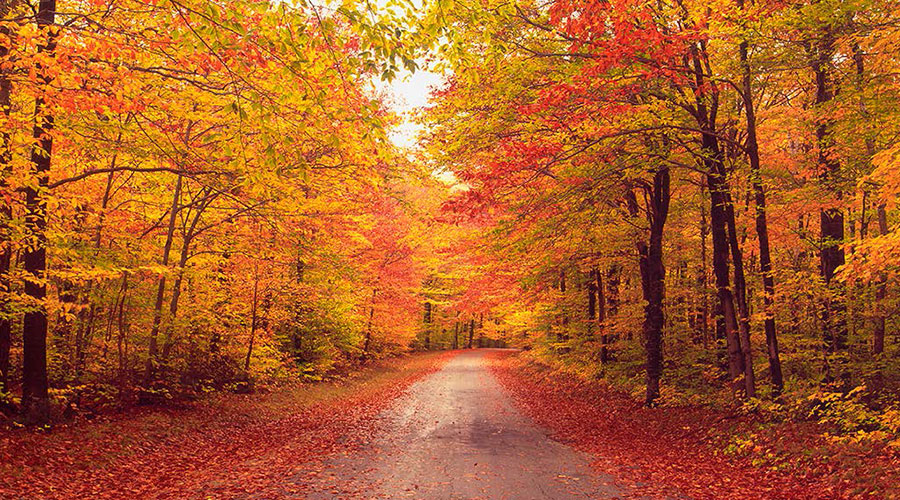 Fall foliage.