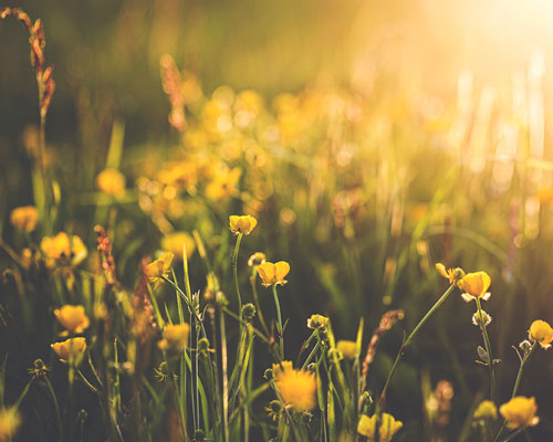 Yellow flowers.