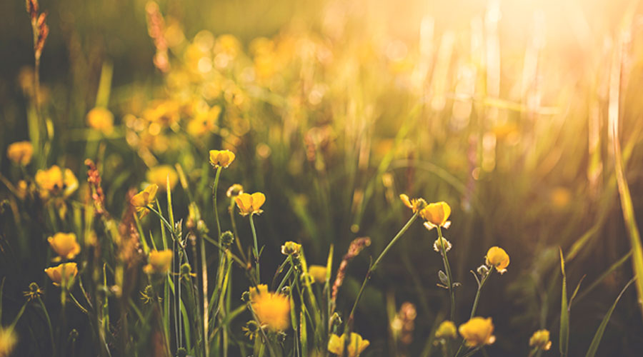 Yellow flowers.