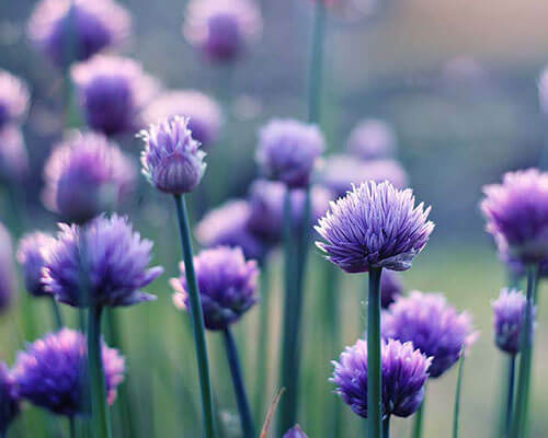 Field of beautiful purple flowers.