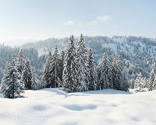 Landscape of pine trees and mountains covered in snow.
