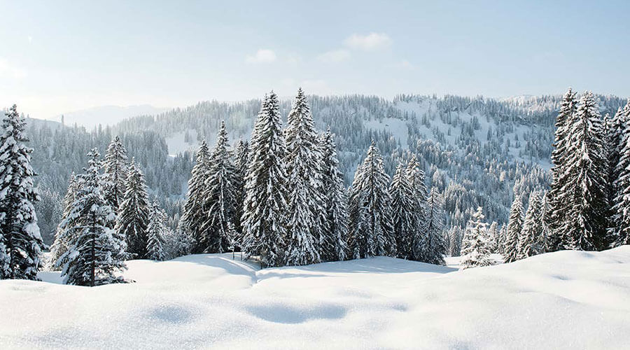 Landscape of pine trees and mountains covered in snow.
