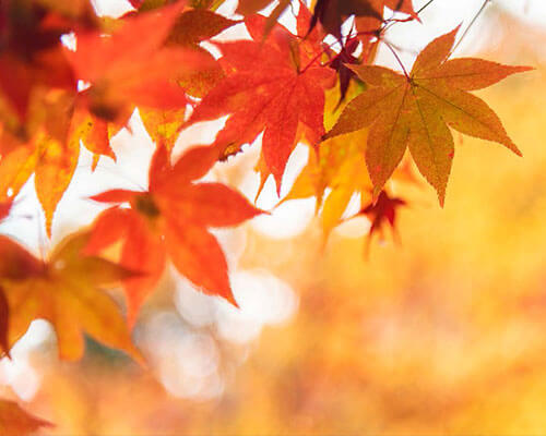 Fall leaves.