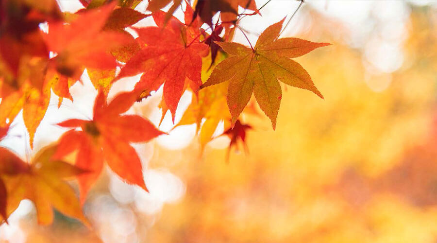 Fall leaves.