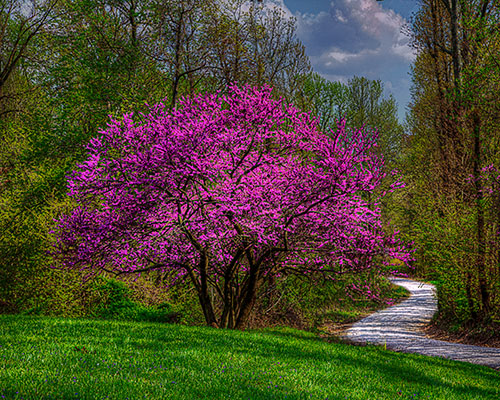 Tree with purple leaves.
