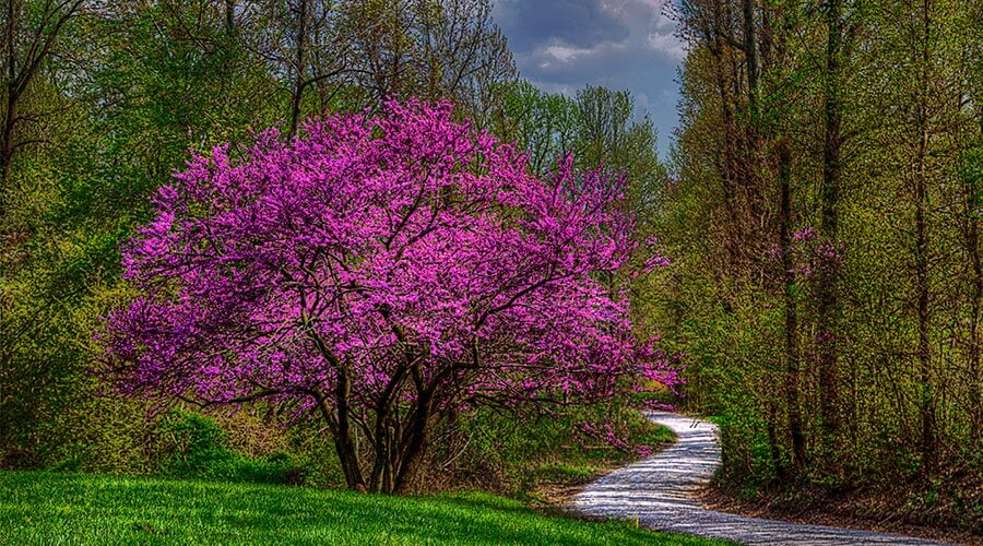Tree with purple leaves.