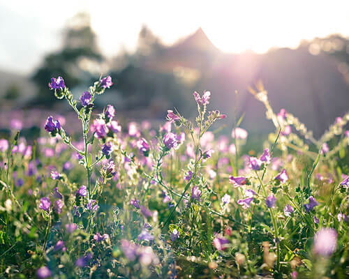 Purple flowers.