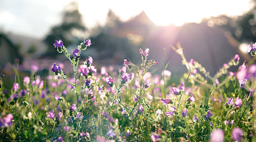 Purple flowers.