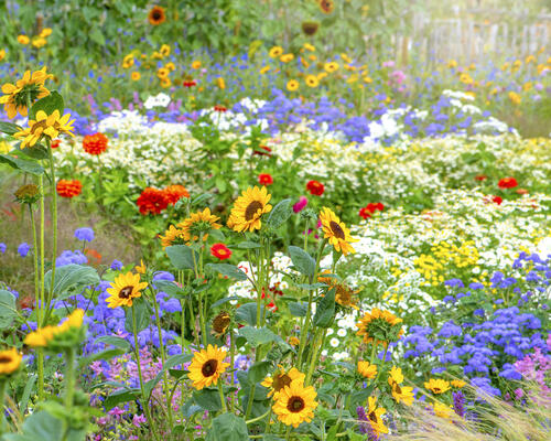 Spring flowers