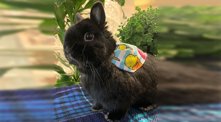 Buddy the bunny comforts and relaxes residents at Good Samaritan Society - Fort Collins Village in Fort Collins, Colorado.