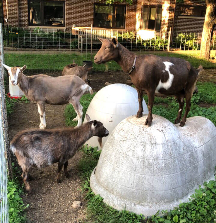 'Happy' the goat stands in the courtyard of his new home. 
